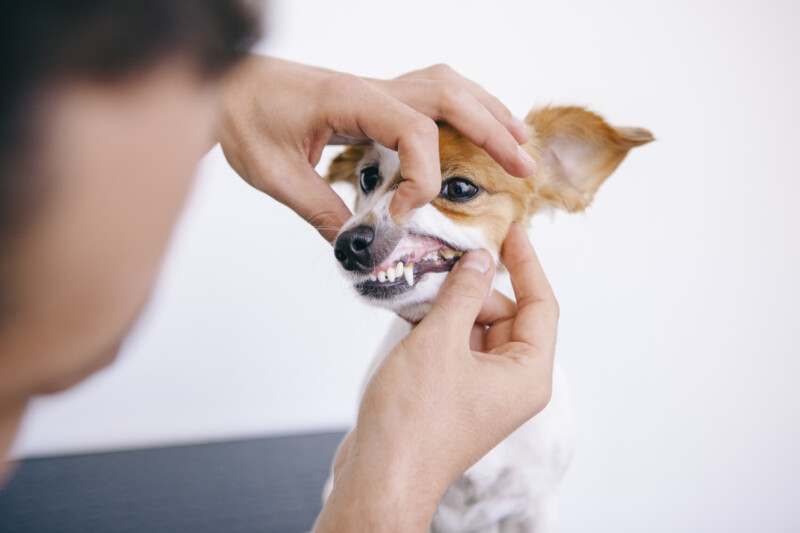 犬　歯周病