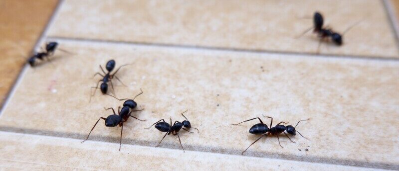 ドッグフード　蟻　アリ