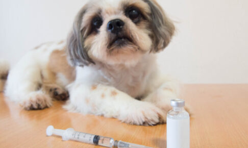 犬　糖尿病