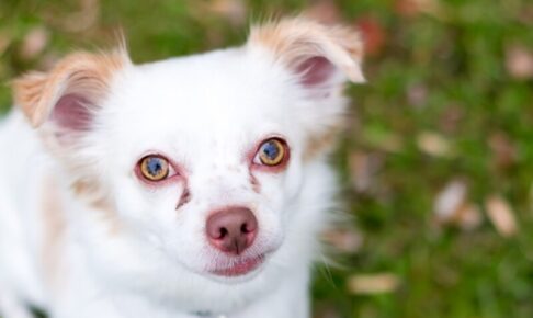 犬の涙やけ対策！原因と治療法、涙やけにおすすめのフードや手作り食のススメ