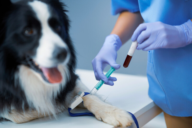 犬　血液検査