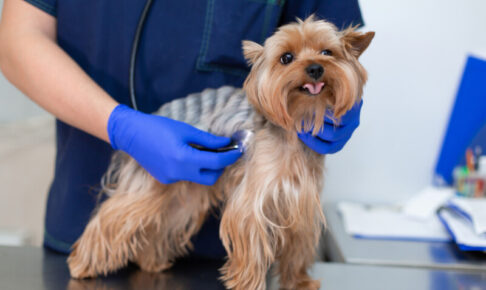 犬　心臓病　心筋症　僧帽弁閉鎖不全症