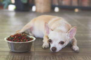 犬のフードジプシーはこれで解決！問題点と抜け出す方法を解説