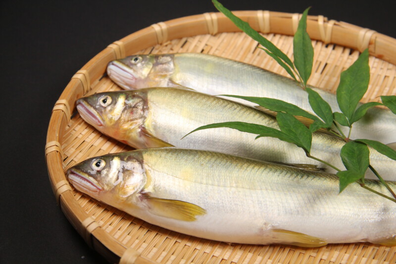 犬は鮎を食べても大丈夫！高たんぱく質・低脂質で手作りごはんにもおすすめ。生食の危険性も解説