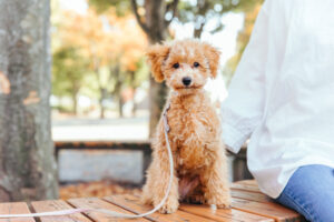 発がん性のある食品や化学物質は？意外と身近に存在する！飼い主さんができる対策