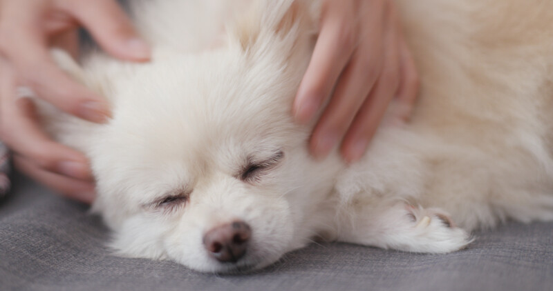 11月1日は犬の日！犬の日にすることは？犬にまつわる記念日もご紹介