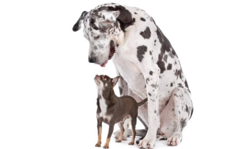 犬の胃捻転とは？発症は大型犬に多いが、小型犬も注意が必要！症状や予防について解説