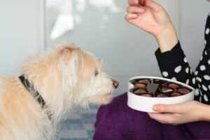 犬がチョコレートを食べた！一番危険なチョコレートは？症状や対処法、致死量を解説