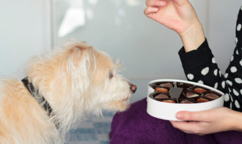 犬がチョコレートを食べた！一番危険なチョコレートは？症状や対処法、致死量を解説