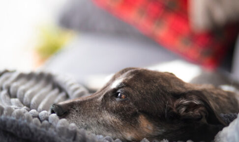犬が夜鳴きやトイレの失敗が増えた…。アルツハイマー病かも？お家でできる予防法を解説