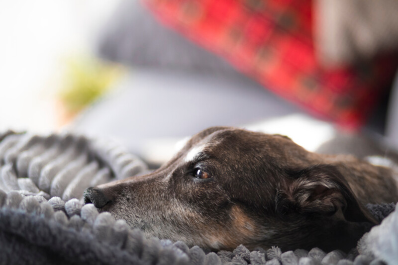 犬が夜鳴きやトイレの失敗が増えた…。アルツハイマー病かも？お家でできる予防法を解説