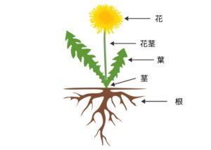 ドッグフードのタンポポ。花、葉、根は高い栄養価！道端のタンポポは食べても大丈夫？