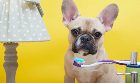 犬がキシリトールを食べた！キシリトール中毒の症状や危険性について
