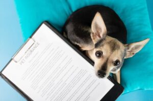 犬との引っ越しで必要な書類や手続きは？手順や注意点を解説