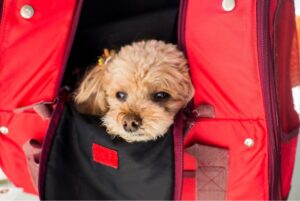 犬が誰にでも懐くのはやめさせるべき？メリットの反面、危険が伴う場合も…対策を解説