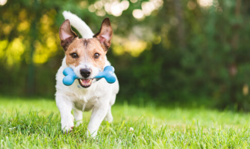 βグルカンとは？高齢犬やアレルギー体質の犬に！豊富な食べ物＆効果的な与え方