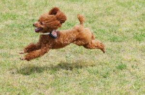 βグルカンとは？高齢犬やアレルギー体質の犬に！豊富な食べ物＆効果的な与え方