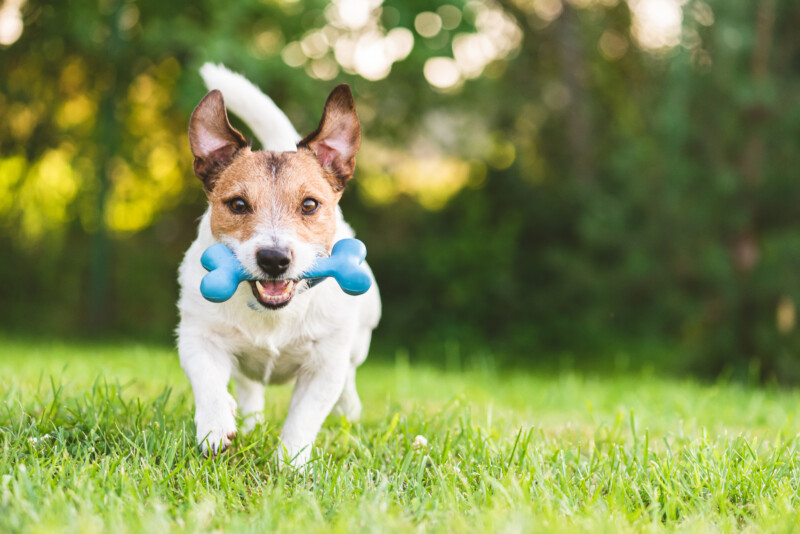 βグルカンとは？高齢犬やアレルギー体質の犬に！豊富な食べ物＆効果的な与え方