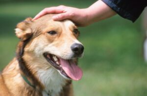 犬が誰にでも懐くのはやめさせるべき？メリットの反面、危険が伴う場合も…対策を解説