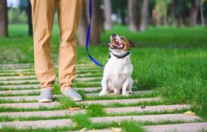 犬が誰にでも懐くのはやめさせるべき？メリットの反面、危険が伴う場合も…対策を解説