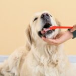 犬の歯周病予防に！菌の増殖抑制成分「ローレッシュ」とは？健康効果と注意点