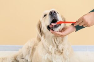 犬の歯周病予防に！菌の増殖抑制成分「ローレッシュ」とは？健康効果と注意点