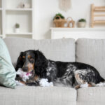 犬の問題行動一覧｜放置するとどうなる？原因と対策を解説