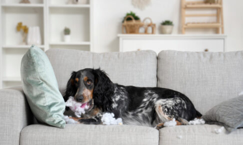 犬の問題行動一覧｜放置するとどうなる？原因と対策を解説