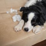 犬が家具を噛むのはなぜ？原因別の対策とやってはいけないNG対応