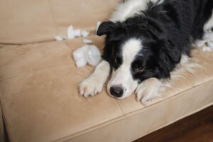 犬が家具を噛むのはなぜ？原因別の対策とやってはいけないNG対応