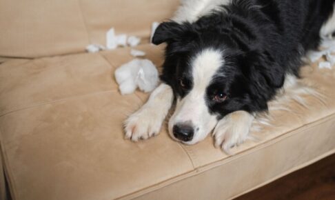 犬が家具を噛むのはなぜ？原因別の対策とやってはいけないNG対応