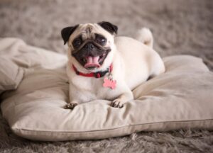犬の梅雨バテ対策。体調不良になるのはなぜ?散歩・食事・皮膚の対策を解説
