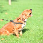 犬の無駄吠えをやめさせたい！状況別の理由と具体的な対策について