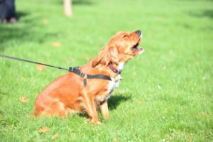 犬の無駄吠えをやめさせたい！状況別の理由と具体的な対策について