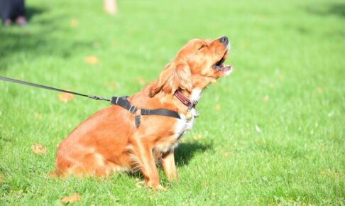 犬の無駄吠えをやめさせたい！状況別の理由と具体的な対策について