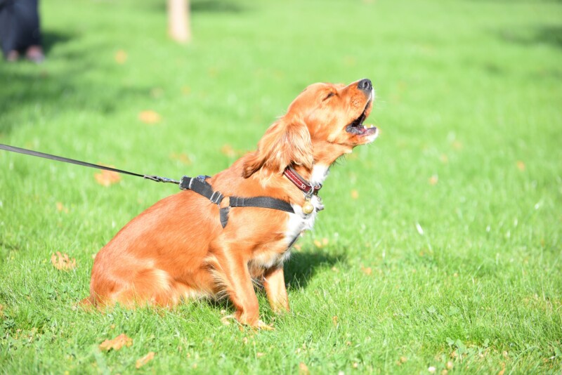犬の無駄吠えをやめさせたい！状況別の理由と具体的な対策について