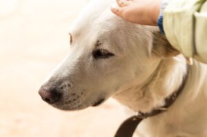 犬の咬傷事故が増加中!愛犬が人や犬を噛んでしまう前に。原因と対策を解説