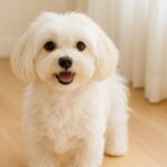 マルチーズの特徴と性格。可愛いだけじゃない！飼いやすさと注意点を解説