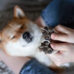 犬の肉球のヒビ割れ。冬だけじゃない！乾燥・ヒビ割れ対策と肉球ケア方法を解説