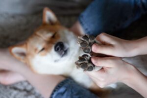 犬の肉球のヒビ割れ。冬だけじゃない！乾燥・ヒビ割れ対策と肉球ケア方法を解説
