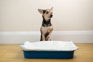 犬のトイレ失敗をやめさせたい！原因診断チャートと正しい対処法