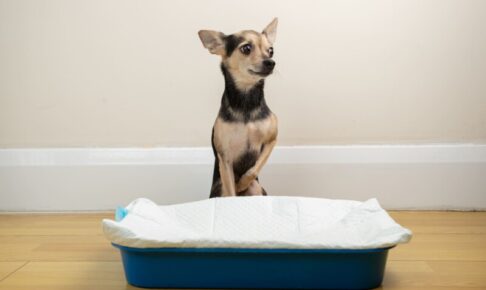 犬のトイレ失敗をやめさせたい！原因診断チャートと正しい対処法