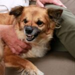 犬の咬傷事故が増加中！愛犬が人や犬を噛んでしまう前に。原因と対策を解説