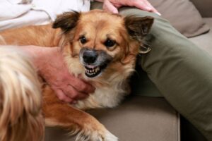 犬の咬傷事故が増加中！愛犬が人や犬を噛んでしまう前に。原因と対策を解説