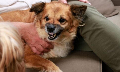 犬の咬傷事故が増加中！愛犬が人や犬を噛んでしまう前に。原因と対策を解説