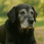 老化のサインを見逃さない。愛犬のシニア期に気づくべき変化とケアのポイント