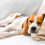 犬の梅雨バテ対策。体調不良になるのはなぜ？散歩・食事・皮膚の対策を解説