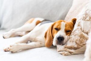犬の梅雨バテ対策。体調不良になるのはなぜ？散歩・食事・皮膚の対策を解説