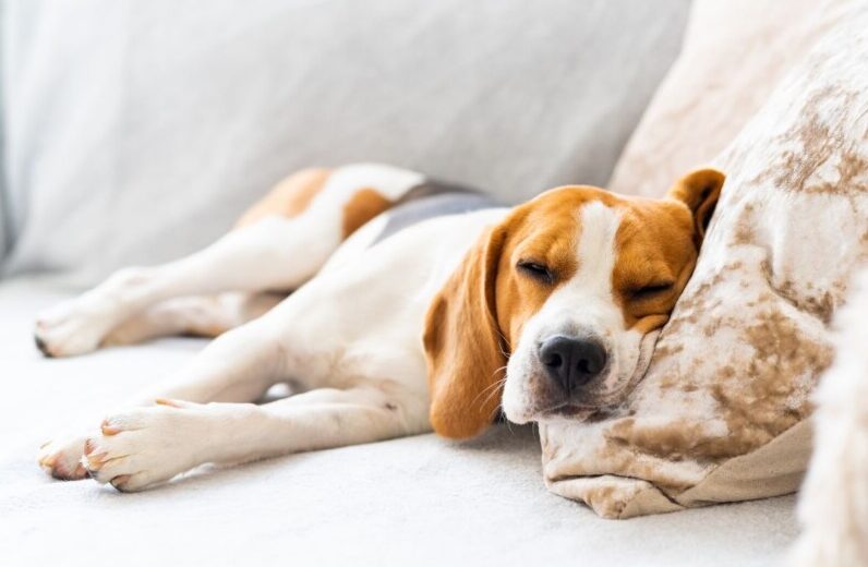 犬の梅雨バテ対策。体調不良になるのはなぜ？散歩・食事・皮膚の対策を解説