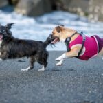 犬の社会化不足の克服方法。成犬も大丈夫！トレーニング方法やポイントを解説